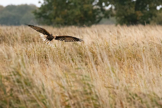 A bird flying into the wetlands of the Norfolk Broads