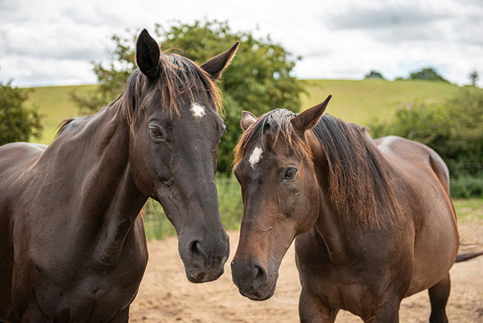 Two brown horses at the Hillside Shire Horse Sanctuary in Norfolk