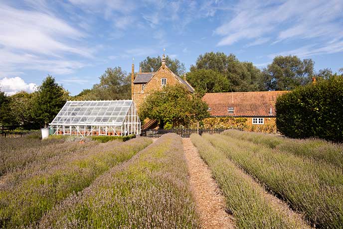 A beautiful stone building, greenhouse and rows of lavender at Norfolk Lavender in Norfolk