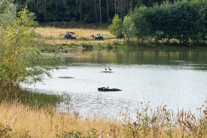 People enjoying a safari tour of Watatunga Wildlife Reserve as the drive past a lake with a water buffalo in it