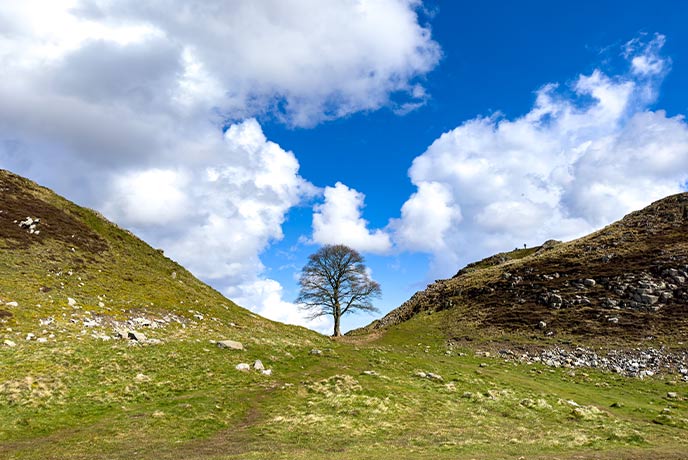 The famous Sycamore Gap along Hadrian's Wall in Northumberland