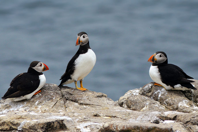 Three puffins on the rocks at The Farne Islands in Northumberland