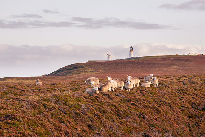 Sheep grazing on Dunnet Head in Thurso on the NC500