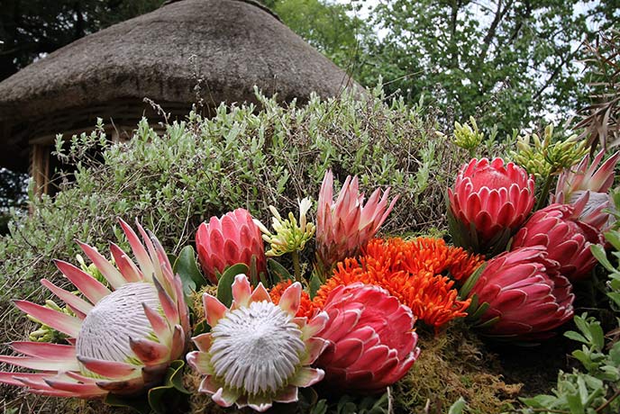 Beautiful flowers in front of a thatched hut at Bristol Botanic Garden