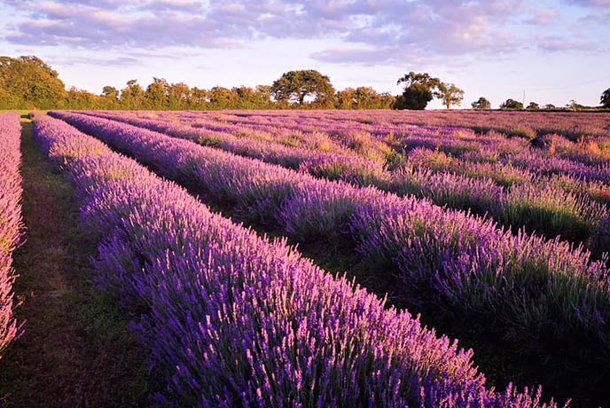 Rows and rows of purple lavender at Somerset Lavender Farm