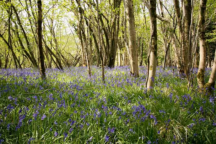 Beautiful bluebell woods near Cheddar Gorge in Somerset