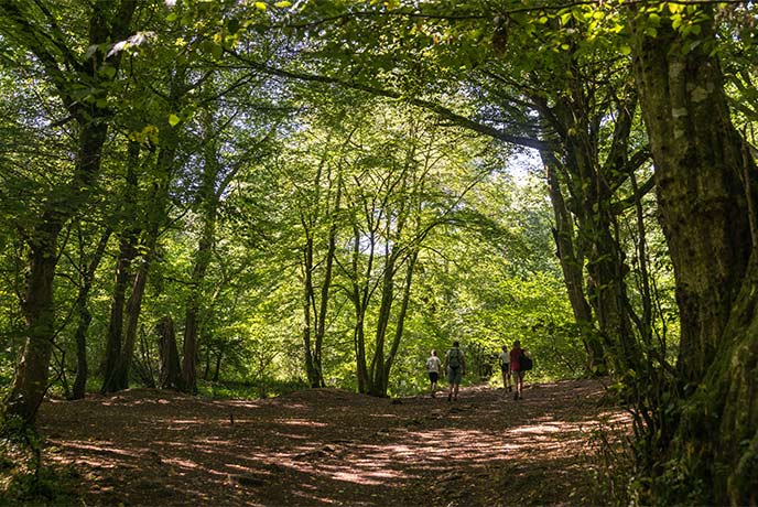 Best woodland walks in Somerset