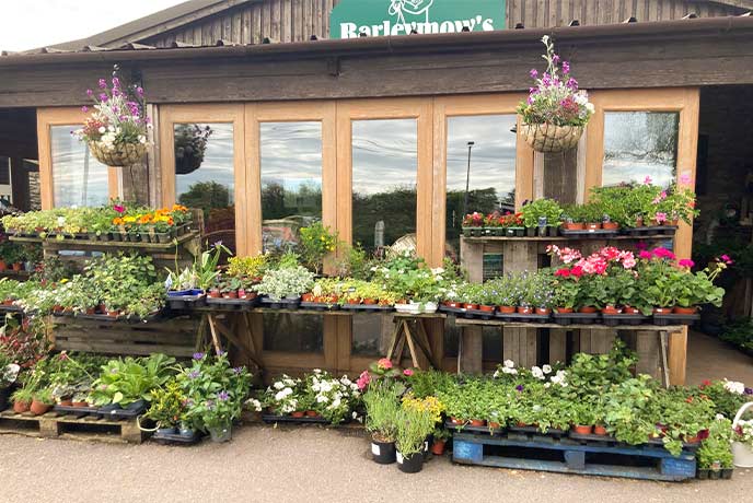 A selection of plants on display outside Barleymows Farm Shop in Somerset