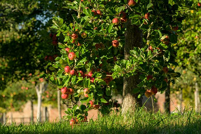 A beautiful apple tree full of red apples at the orchard at Barrington Court in Somerset