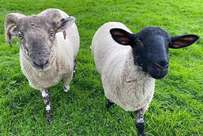Two of the sheep at Ferne Animal Sanctuary in Somerset