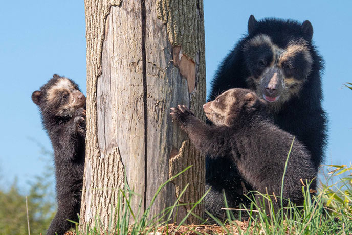 An Andean Bear and her two cubs at Noah's Ark Zoo Farm, one of the best things to do in Somerset