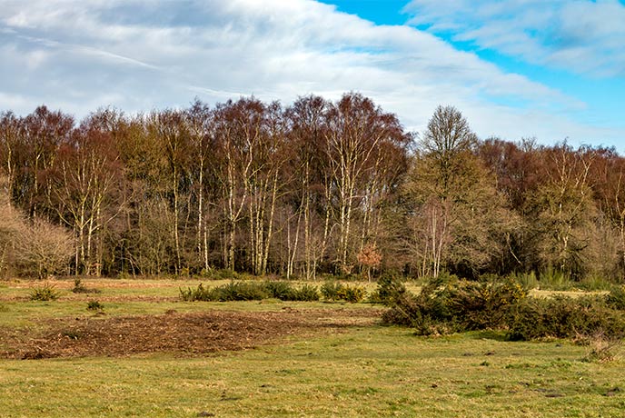 Looking up the hill at the autumnal Coombe Hill Woods in Somerset