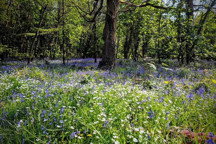 The ground at Wayford Woods carpeted in bluebells