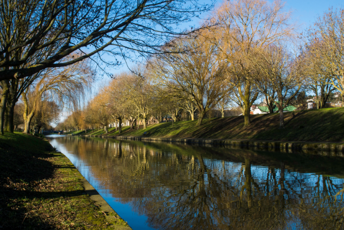 Trees overhanging the Royal Military Canal in Sussex