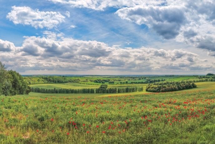 A view across the countryside with poppies in the field along the South Downs Way
