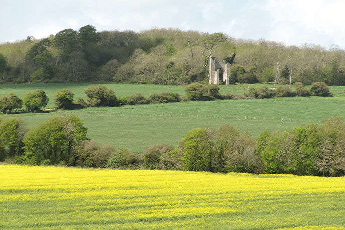 Nore Folly in front of Slindon Woods with daffodils in the foreground