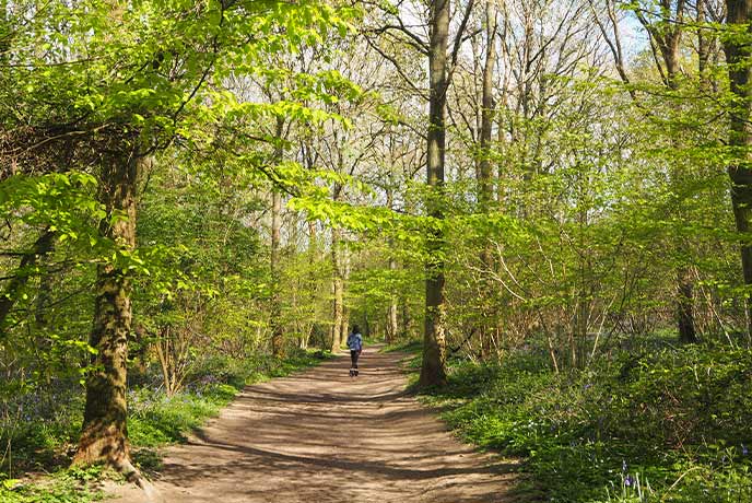 A person walking down a tree-lined path in Abbot's Wood in Sussex