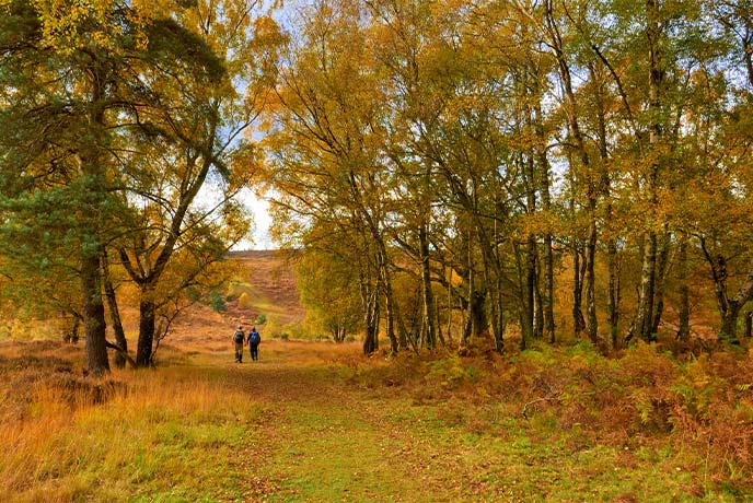 A couple walking through Ashdown Forest in Autumn