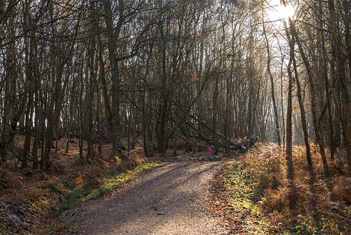 Ashdown Forest