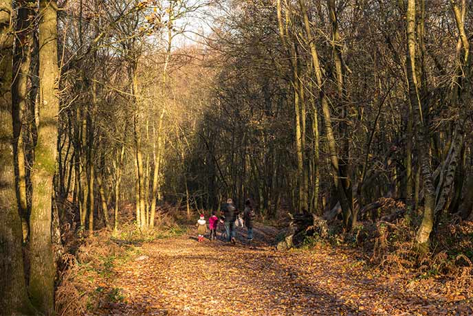 Top woodland walks in Sussex