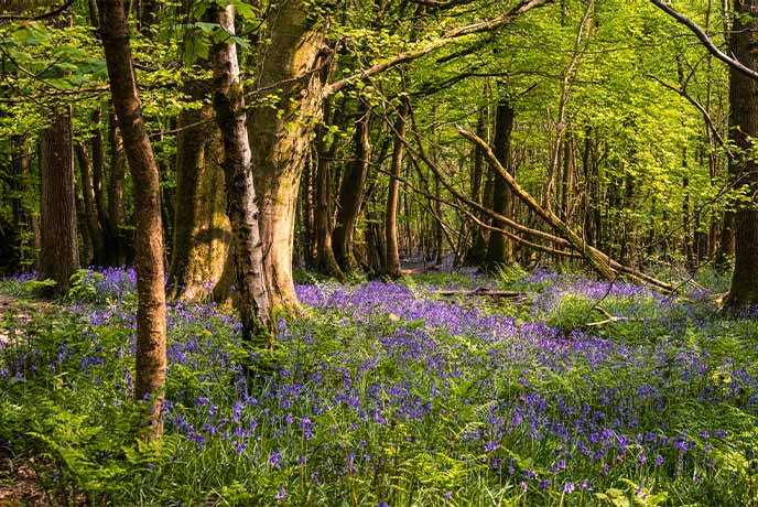 Looking through the trees at the bluebells carpeting the floor at Brede High Woods in Sussex