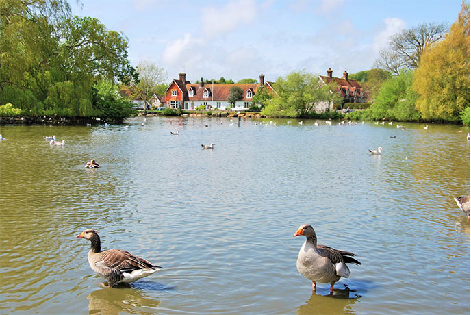 Greyleg Geese at Falmer Pond in East Sussex
