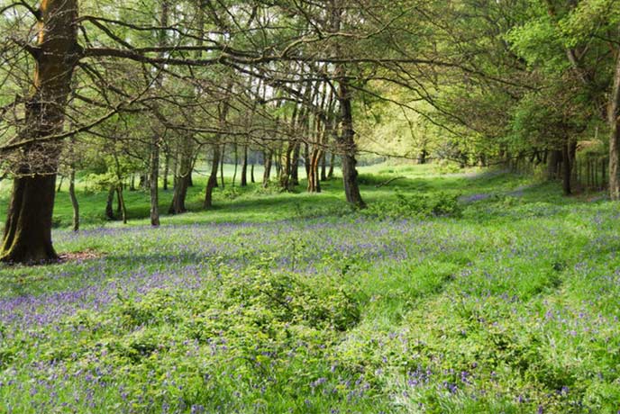 St Leonard's Forest carpeted in bluebells in spring