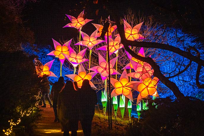 People walking through the beautifully illuminated lanterns at Leonardslee Lights Christmas display in Sussex