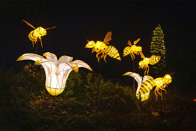 Beautiful lanterns lighting up the night at Glow Wild at Wakehurst