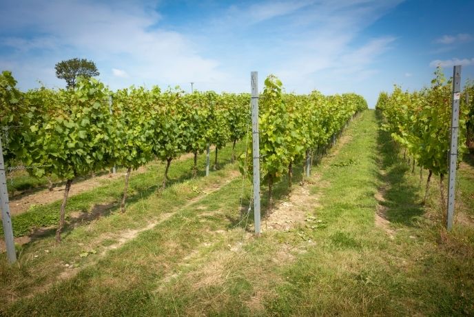 Rows of grapevines in a sunny vineyard in Sussex