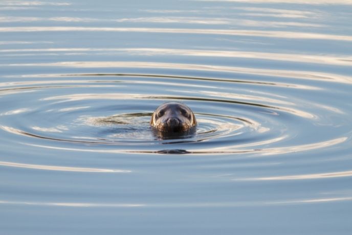 A grey seal poking its head out of the water in West Sussex
