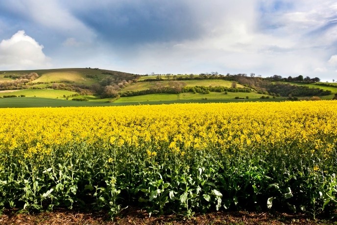 Stretching fields of yellow flowers in West Sussex