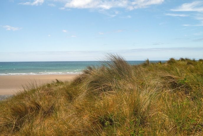 Tufts of long grass in front of the beach and sea at Ynyslas Dunes