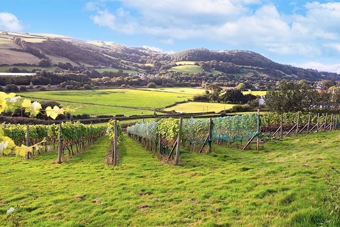 The Gwinllan Conwy Vineyard in Wales with hills in the background