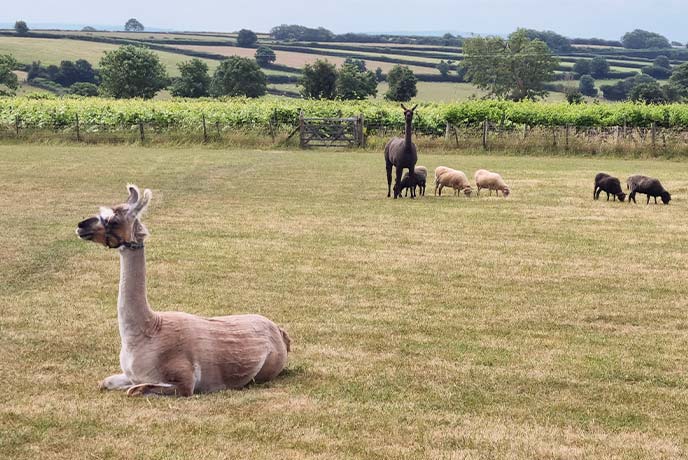 A group of llamas and sheep grazing in a field in front of a vineyard at Glyndwr Vineyard in Wales
