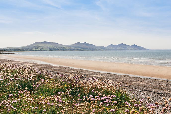 Looking out over flowers and golden sands at the dramatic Llyn Peninsula in Wales