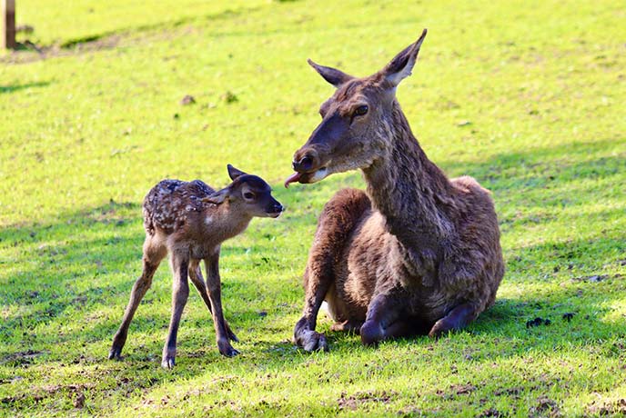 A baby deer with its mother at Gypsy Wood Family Park in Wales