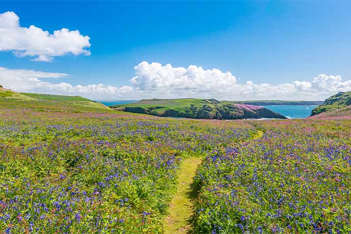 A path leading through a sea of bluebells on Skomer Island in Pembrokeshire with the ocean in the distance