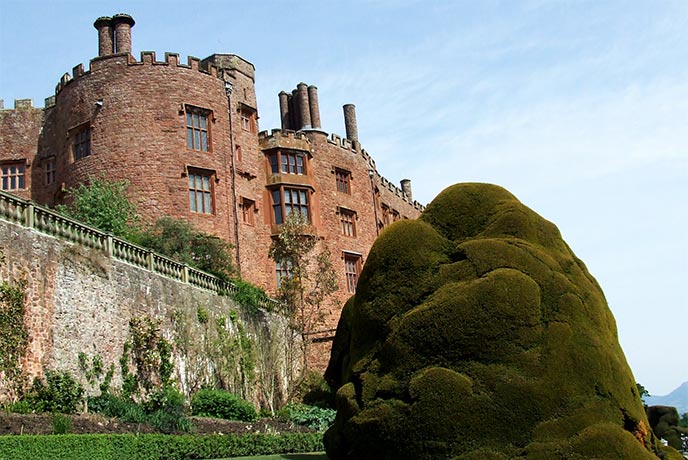The rosy pink bricked Powis Castle with a large tree next to it