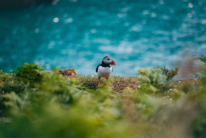 A puffin on the cliffs at The Wick on Skomer Island in Pembrokeshire
