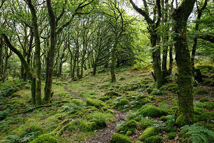 The moss and lichen covered woods of Ty Canol in Pembrokeshire
