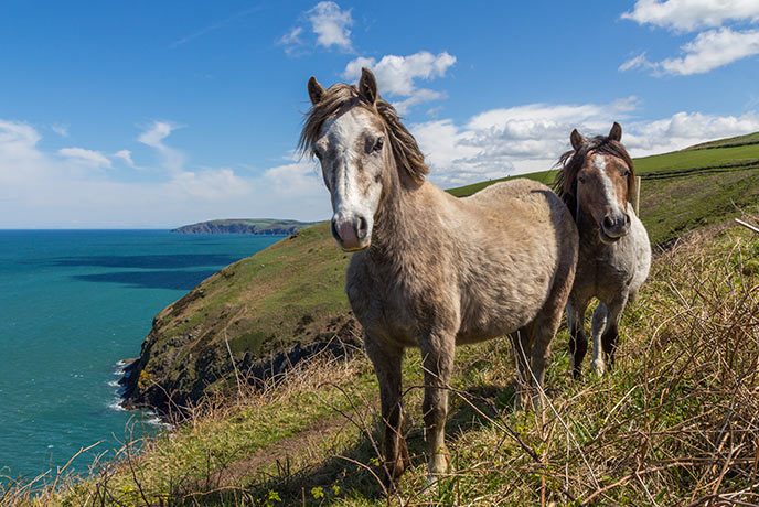 Two wild ponies on the Pembrokeshire Coast Path