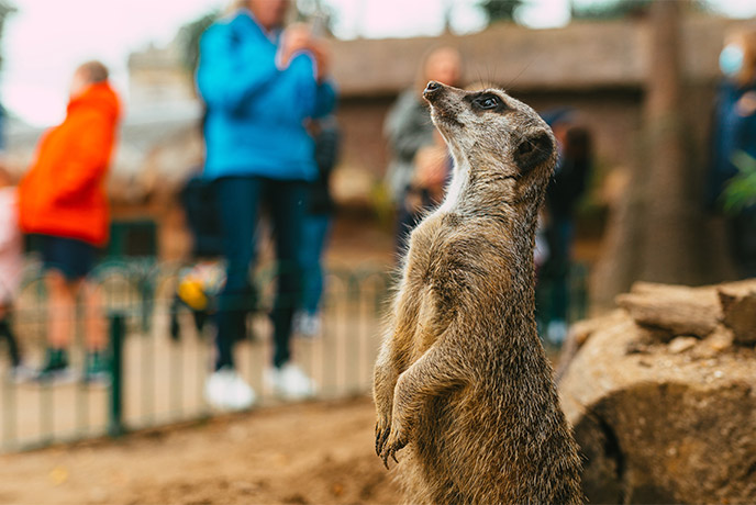 One of the adorable meerkats at Longleat Safari in Wiltshire
