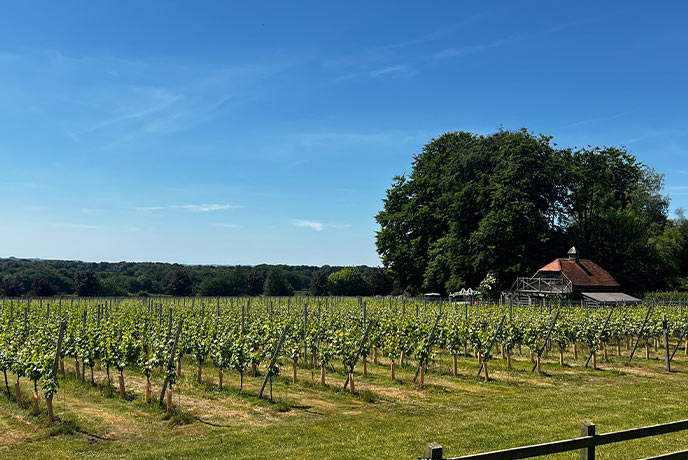 Rows of vines at Bluestone Vineyards in Wiltshire