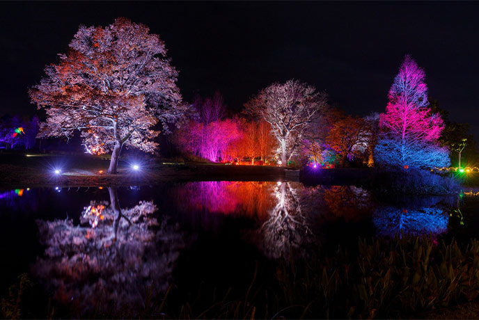 Trees lit up with Christmas lights at night during Glow at RHS Gardens Harlow Carr
