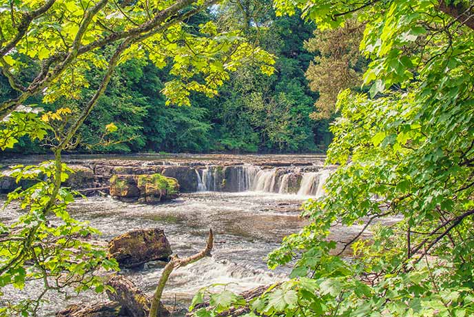 Looking through the trees at Aysgarth Falls in Yorkshire