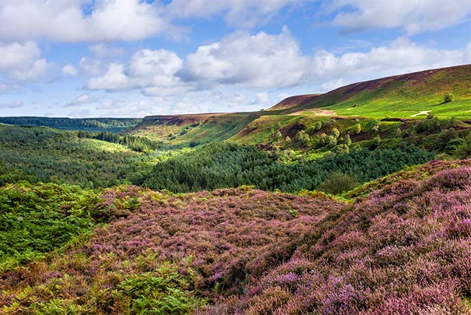 Heather-topped moorland and woods at North York Moors in Yorkshire