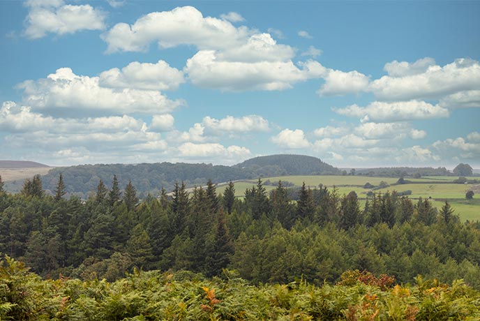 Best woodland walks in Yorkshire 