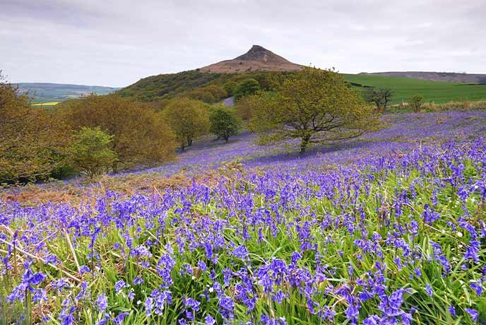 A sea of bluebells with the peak of Roseberry Topping in the distance