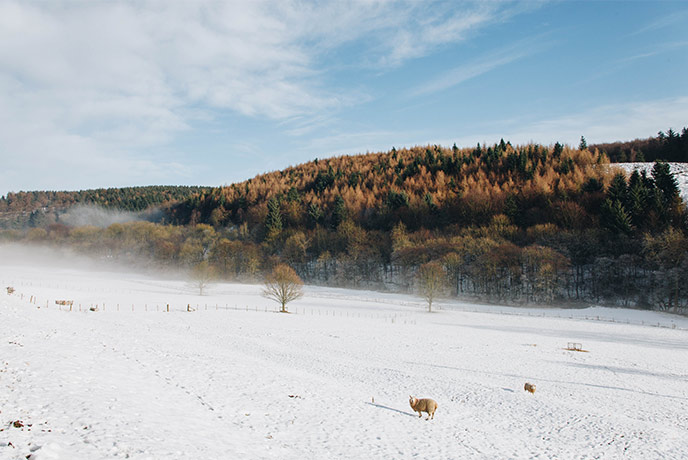 A snowy scene at Dalby Forest in Yorkshire